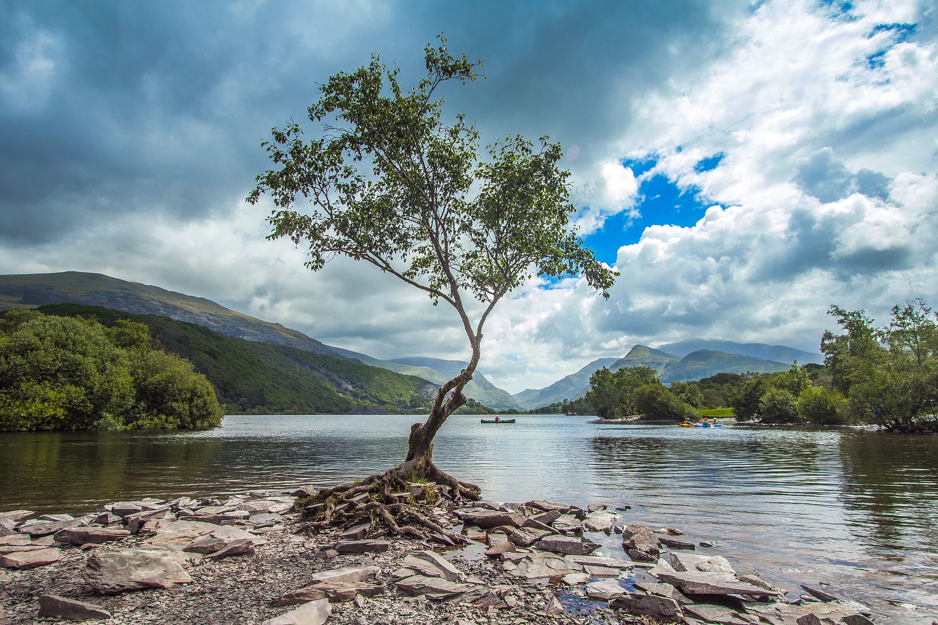Tree growing by river