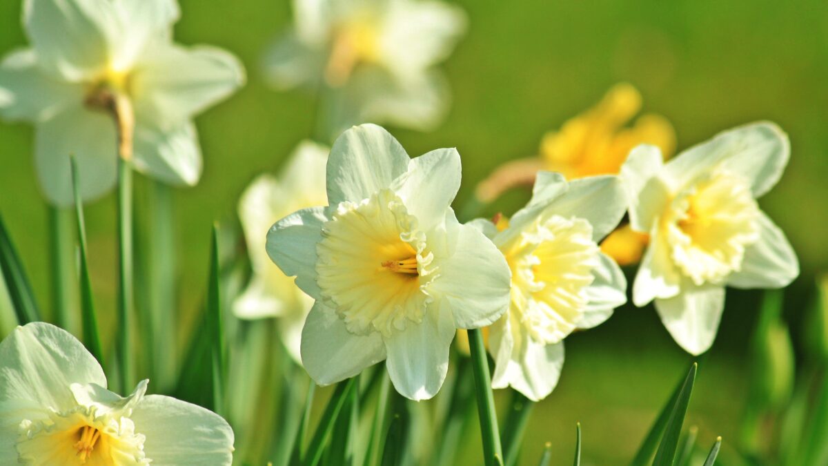 daffodils in a field